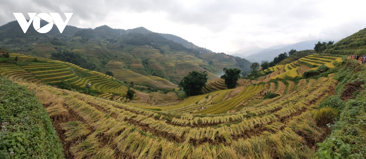 lua chin vang tren nhung trien ruong mu cang chai hinh anh 6