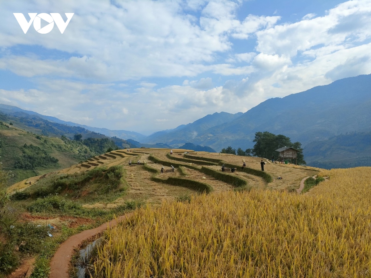 lua chin vang tren nhung trien ruong mu cang chai hinh anh 8