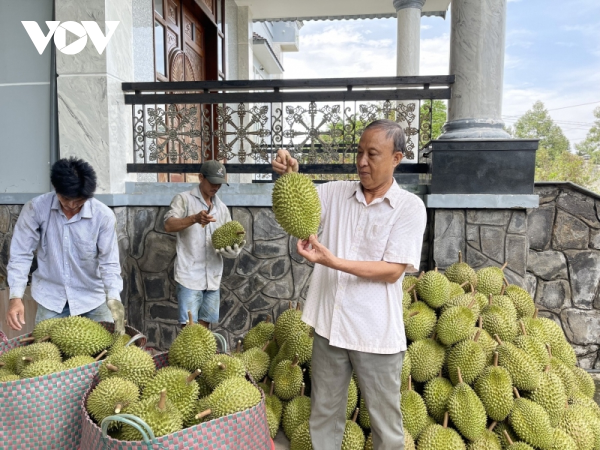 mua nuoc noi, nha vuon tien giang van co nguon thu cao tu trai cay hinh anh 3