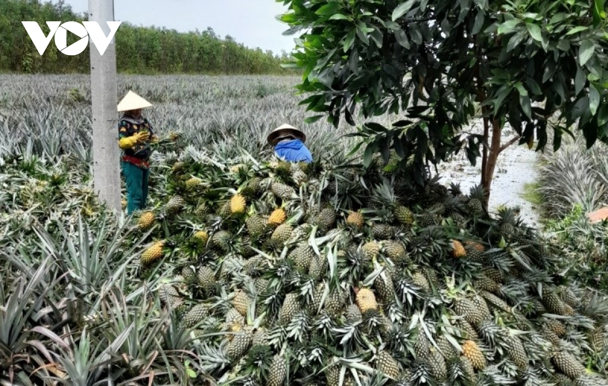 mua nuoc noi, nha vuon tien giang van co nguon thu cao tu trai cay hinh anh 2