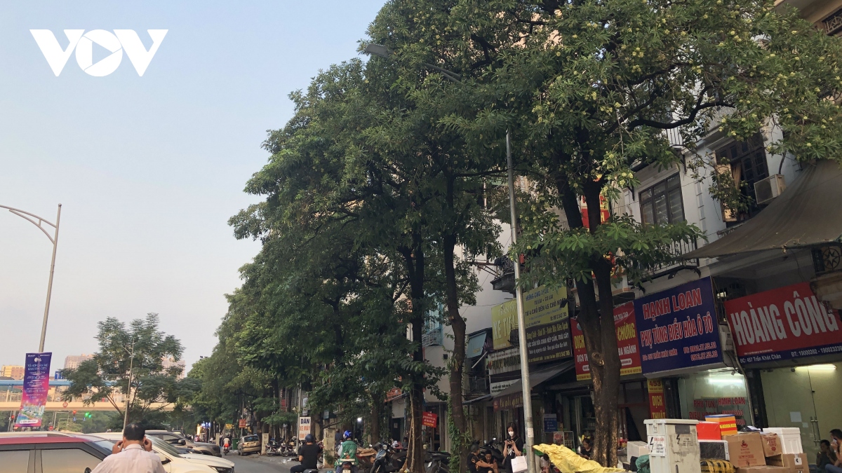 nhieu cay xanh chet kho, bi xam hai tren duong pho thu do hinh anh 16