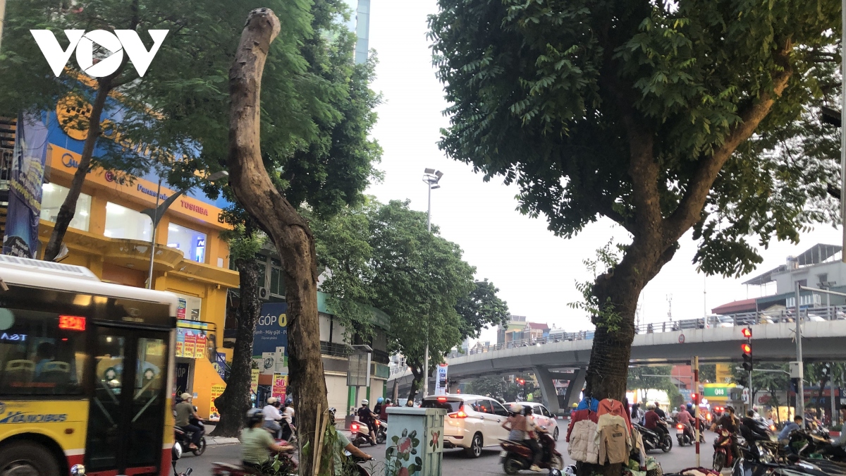 nhieu cay xanh chet kho, bi xam hai tren duong pho thu do hinh anh 3
