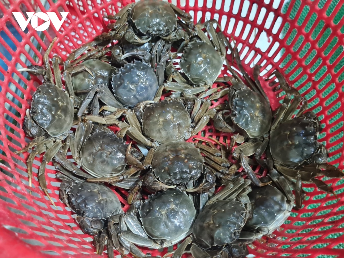 Dac san cua da bac giang gia dat khet van khan hang hinh anh 2