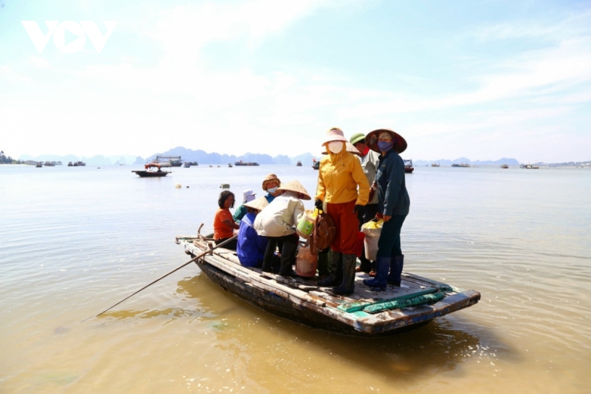 miet mai danh ha, bat oc tren vinh ha long kiem tien tram moi ngay hinh anh 1