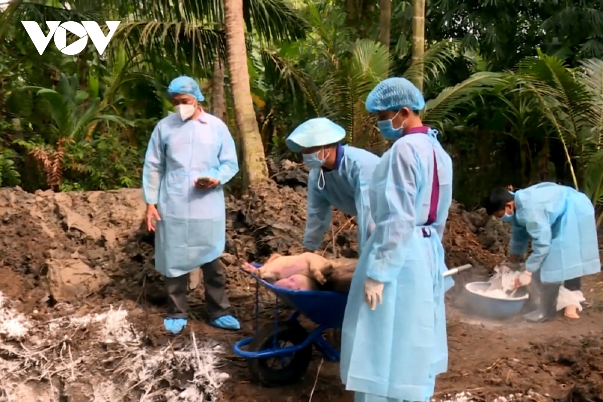 tai phat dich ta lon chau phi o tra vinh, them 300 con phai tieu huy hinh anh 1