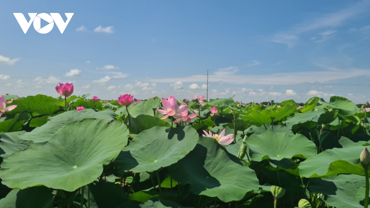 Dong thap phat trien nganh hang sen chat luong, an toan va ben vung hinh anh 1