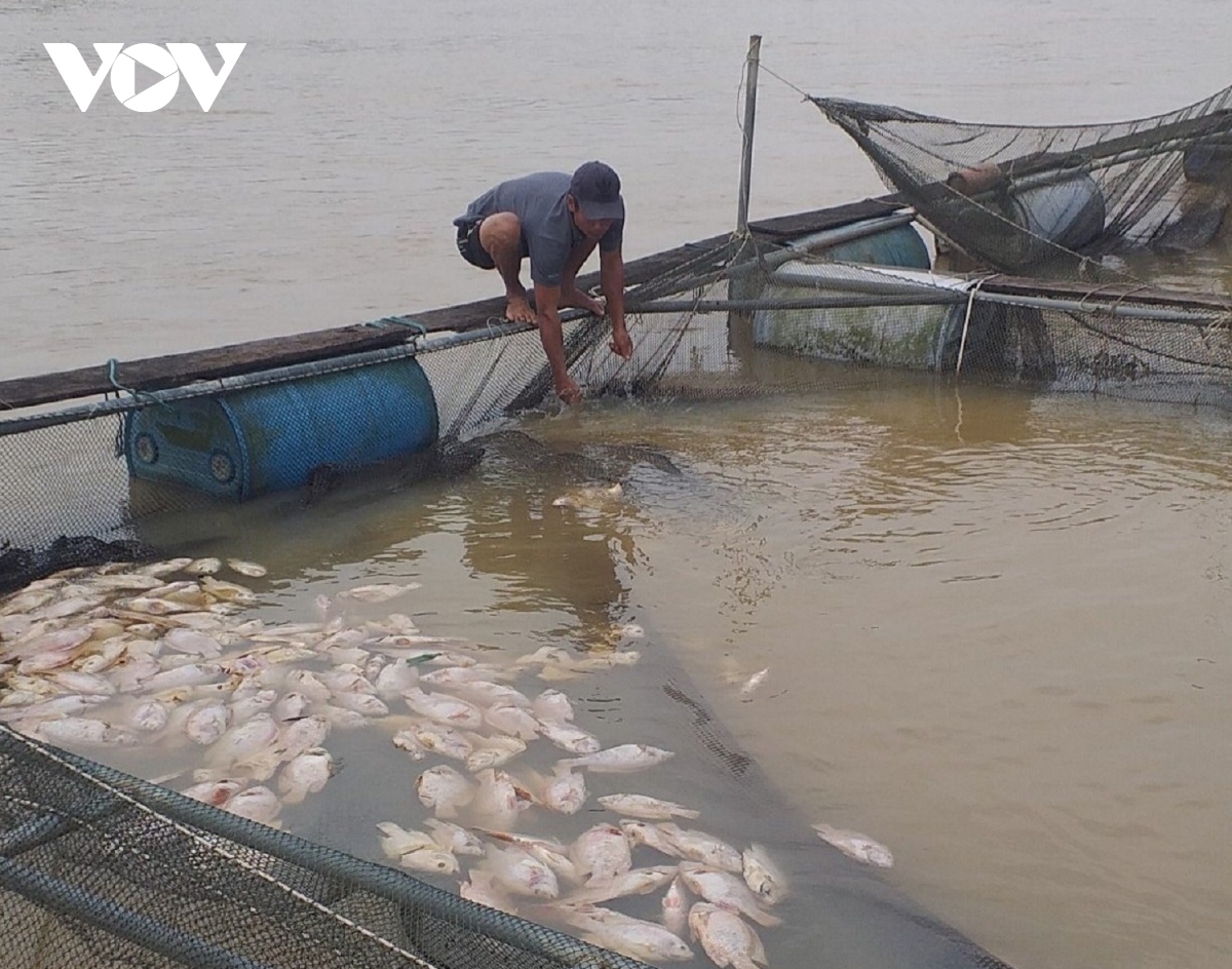 ca nuoi long chet hang loat, nguoi dan thua thien hue thiet hai nang ne hinh anh 1