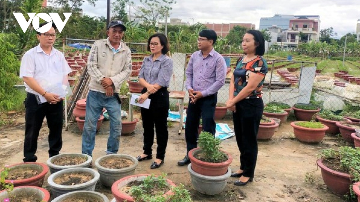 nguoi dan trong hoa, rau vu tet o Da nang gian nan sau mua lu hinh anh 3