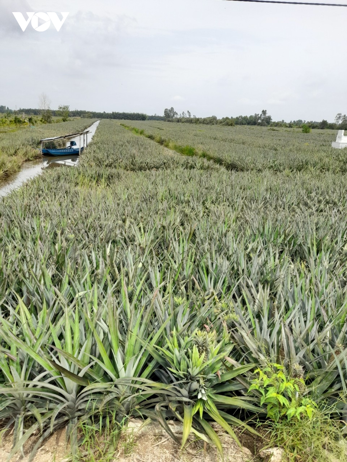 dau an thu tuong vo van kiet voi dat va nguoi mien tay hinh anh 5