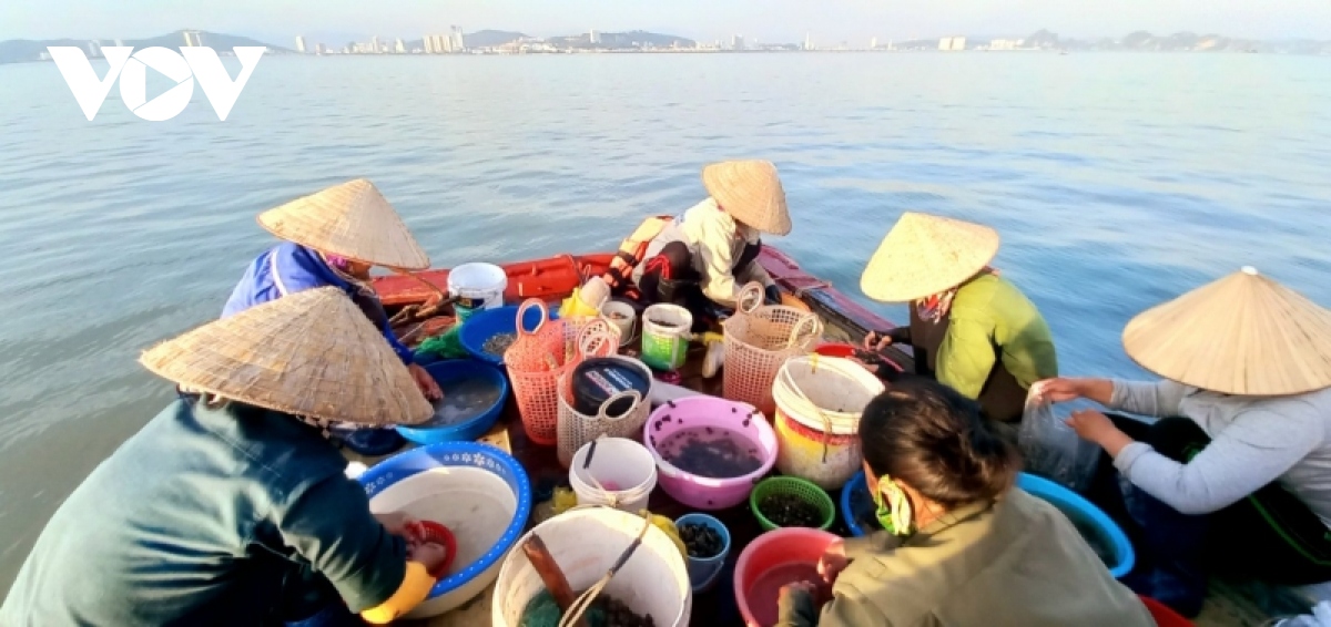 miet mai danh ha, bat oc tren vinh ha long kiem tien tram moi ngay hinh anh 4