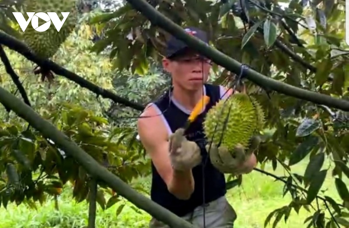 sau rieng cho thu hoach som, nha vuon lai to hinh anh 2