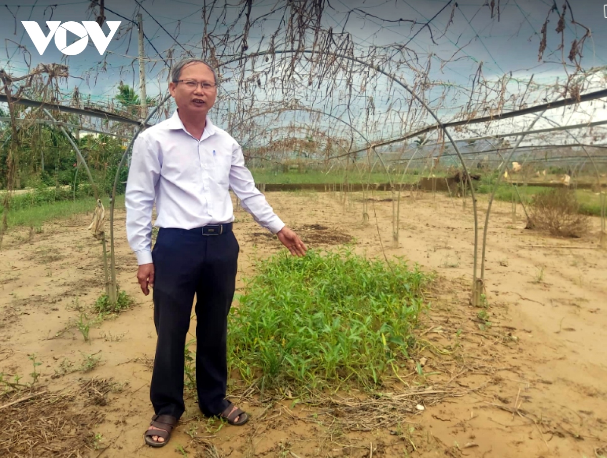 nguoi dan trong hoa, rau vu tet o Da nang gian nan sau mua lu hinh anh 2