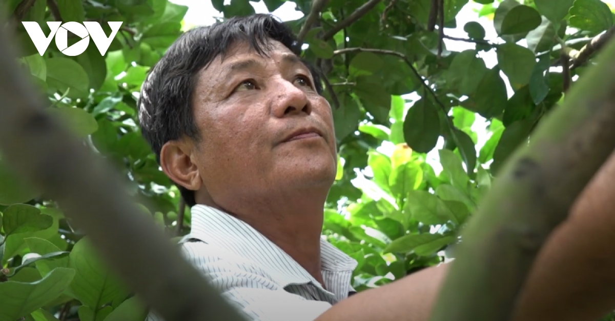 nhung ty phu lam giau tu nong nghiep do thi o vung ven tp.hcm hinh anh 1