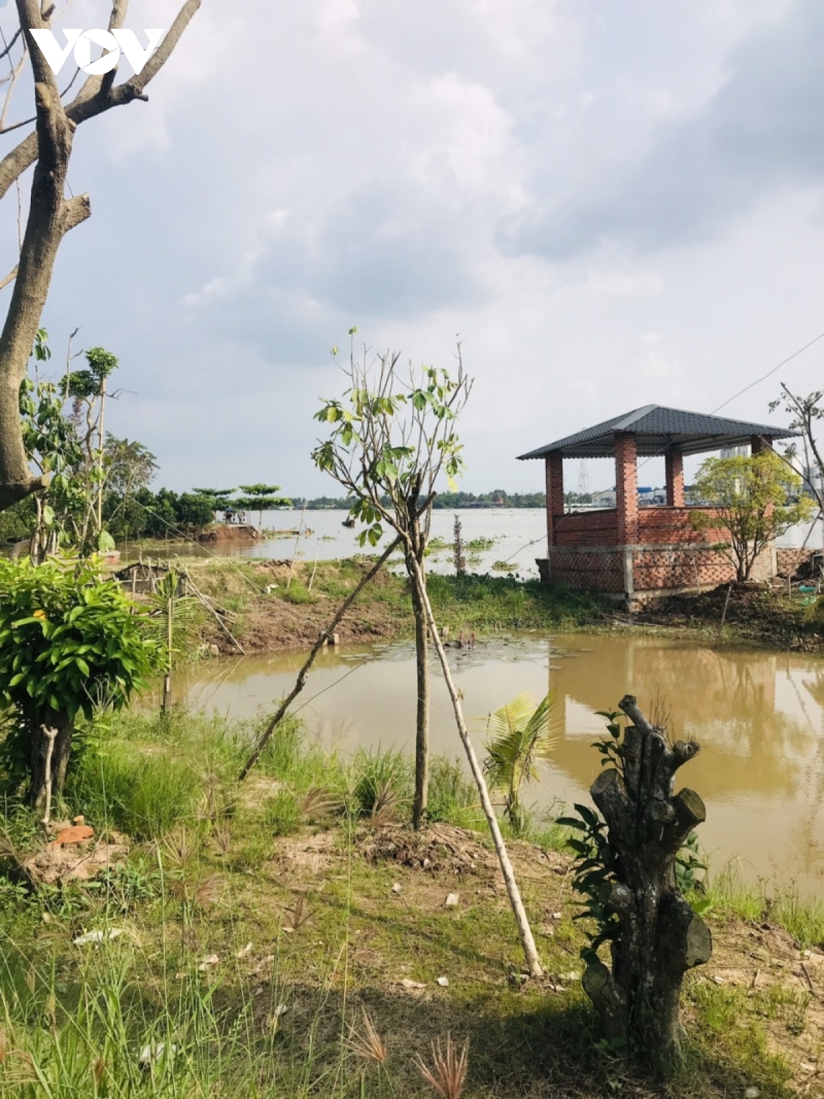 khan truong khac phuc sat lo ham ech tai con phu Da, ben tre hinh anh 2