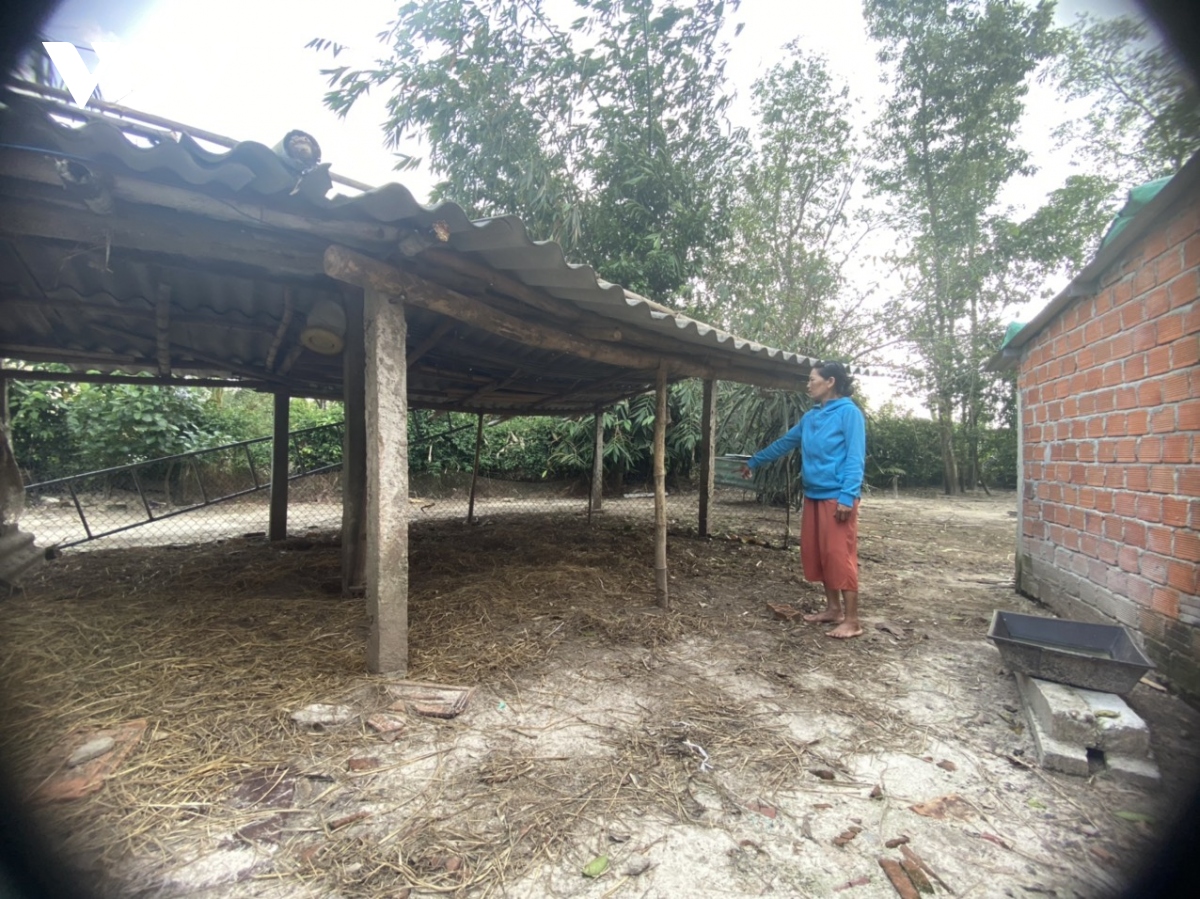 xuat hien o dich cum gia cam h5n1 tai quang ngai hinh anh 2