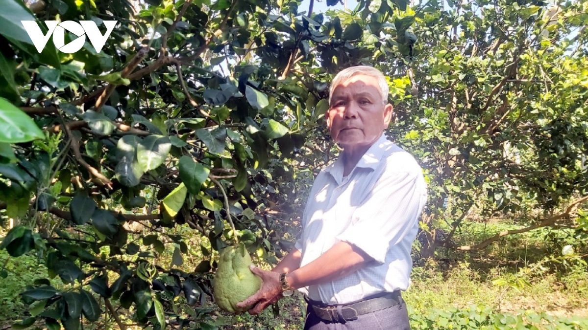mo hinh vuon mau o quang nam dang mang lai hieu qua kinh te cao hinh anh 1