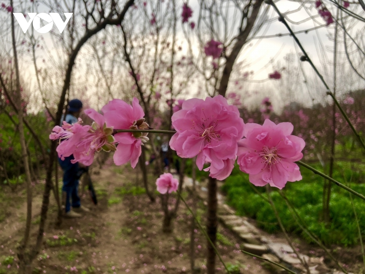 nha vuon dao, quat tu lien vao vu hinh anh 2