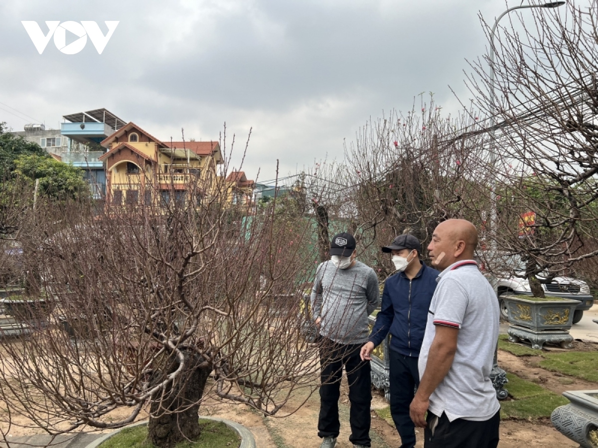 nha vuon dao, quat tu lien vao vu hinh anh 3