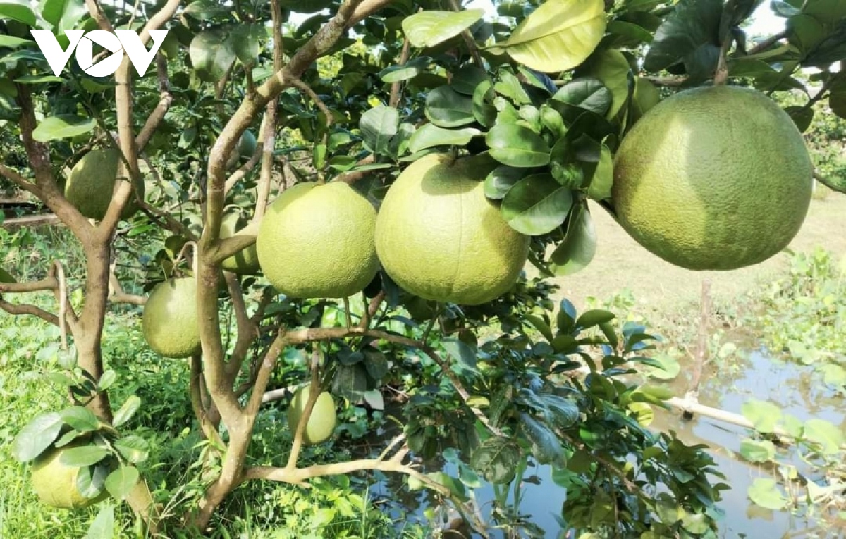 trai buoi da xanh gia van o muc thap, nha vuon khong co lai hinh anh 1