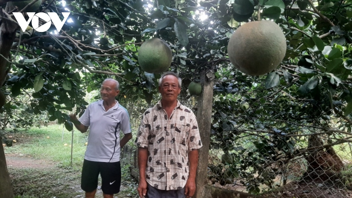trai buoi da xanh gia van o muc thap, nha vuon khong co lai hinh anh 2