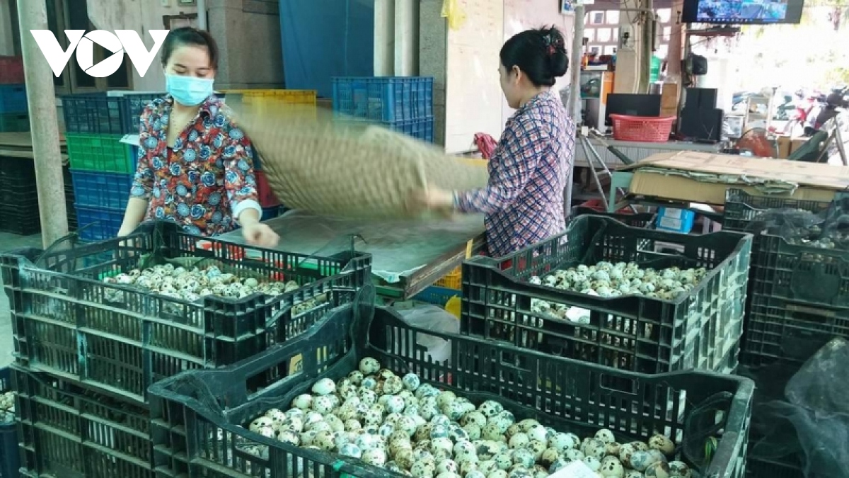 tien giang no luc khong che dich benh, bao ve an toan dan vat nuoi hinh anh 4