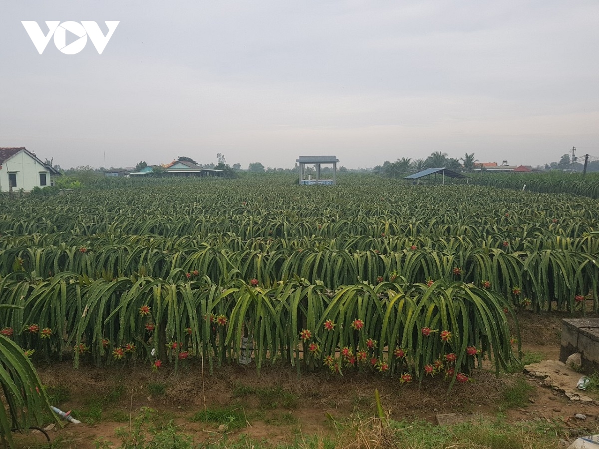 nong san vung Dbscl vuot bien vuon ra thi truong lon hinh anh 1