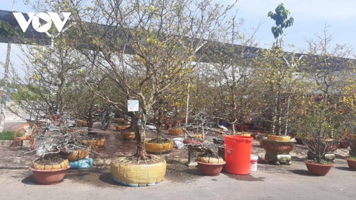 cho hoa xuan thanh pho my tho phong phu, suc mua cham hinh anh 4