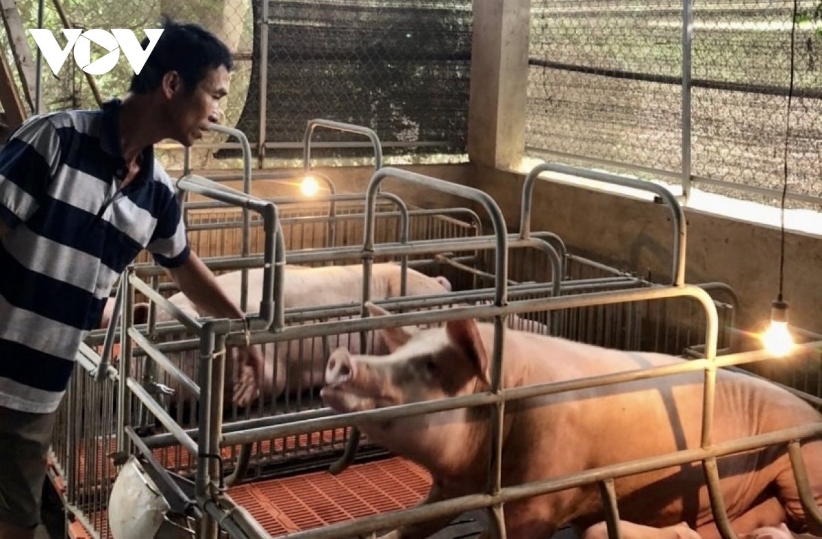 nguoi chan nuoi lo nang vi gia heo giam sau hinh anh 1
