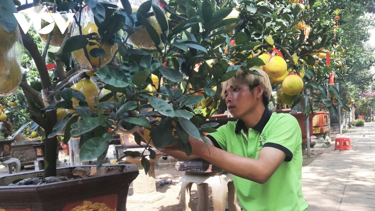 so luong hoa, cay canh mien bac duoc dua vao tp.hcm giam do lo ngai suc mua kem hinh anh 2