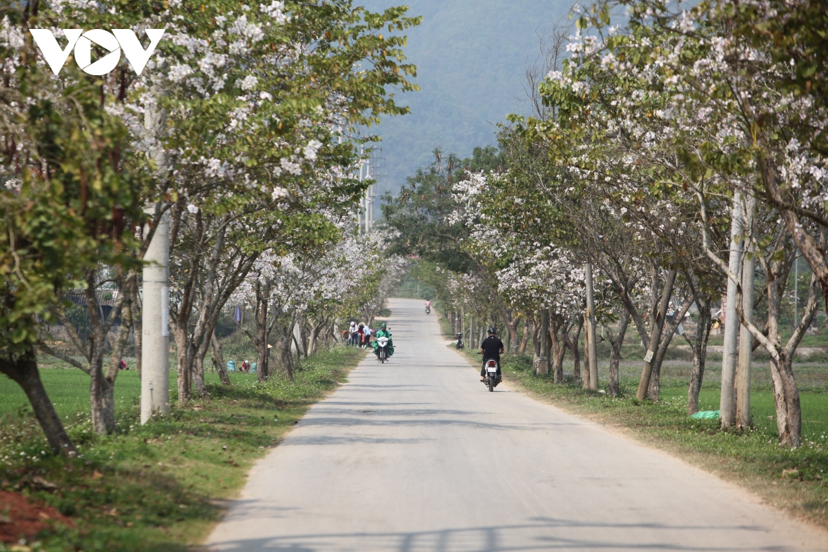 Dam say nhung mua hoa nui rung muong thanh hinh anh 10