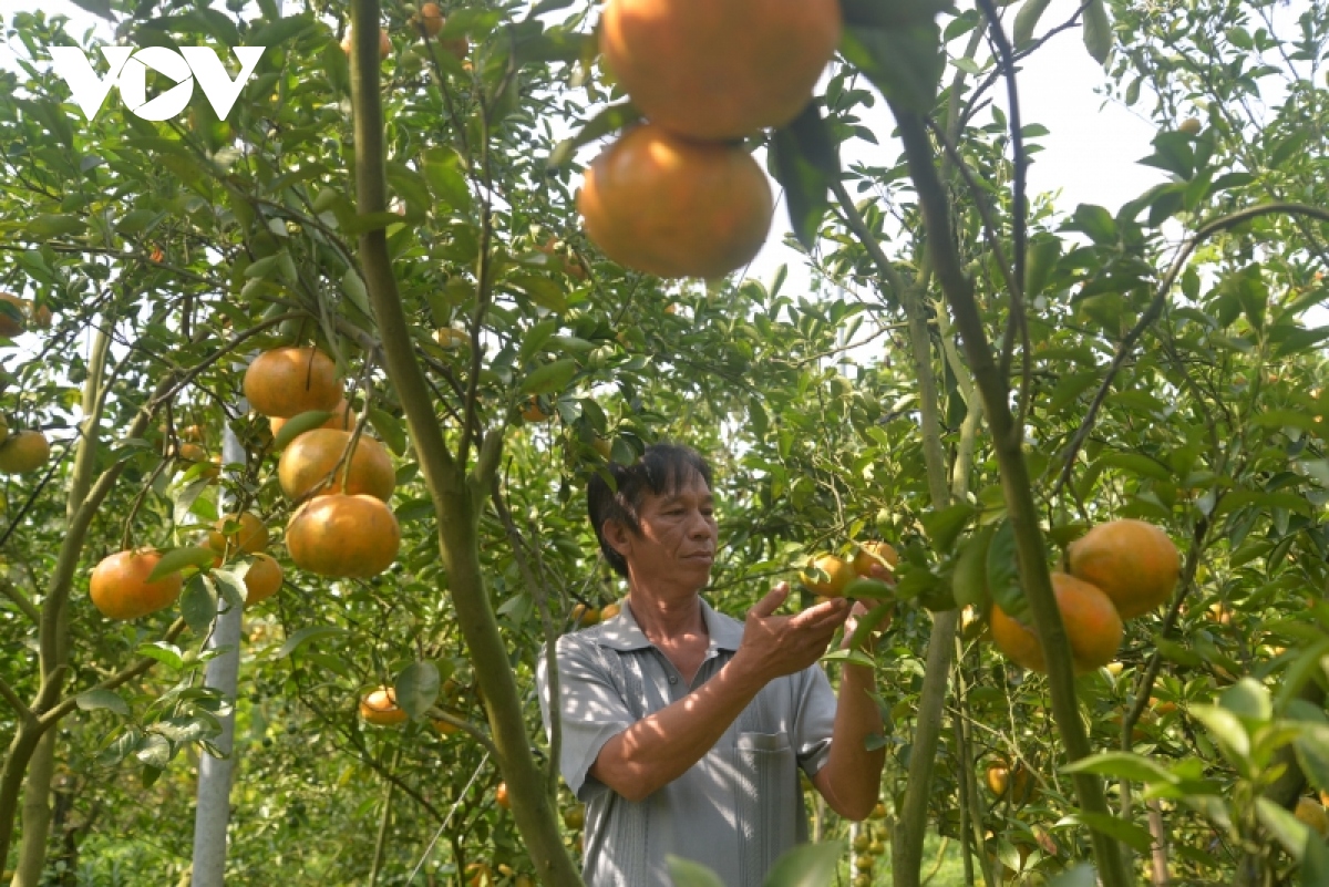 nang cao gia tri quyt hong lai vung Dong thap hinh anh 1