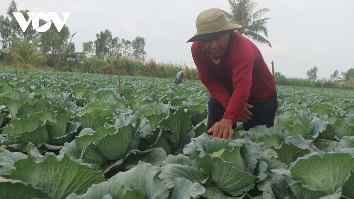 phum soc dong bao khmer vao xuan hinh anh 2