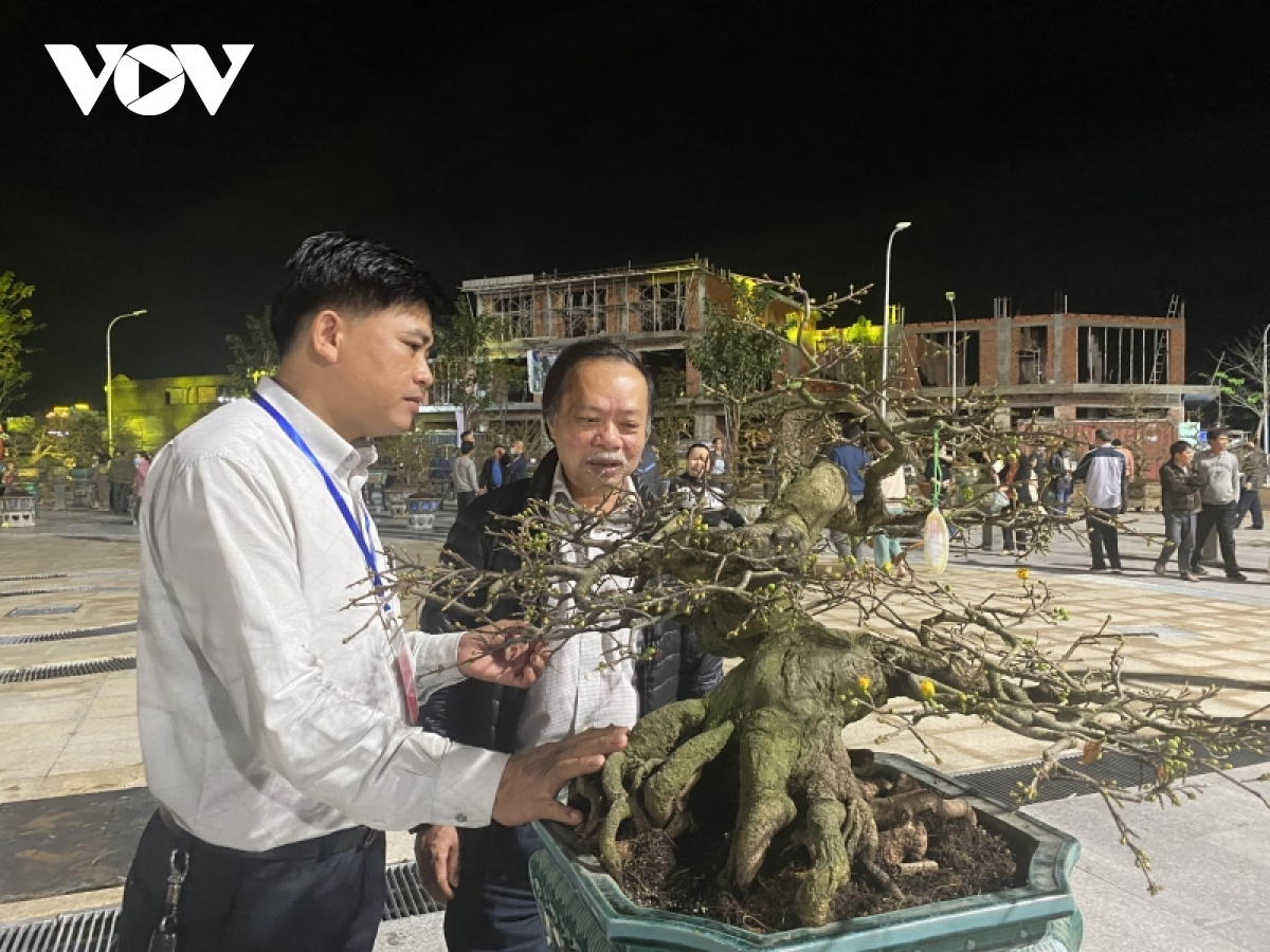 mai co thu gia len den ca 100 trieu dong duoc trung bay tai binh Dinh hinh anh 1