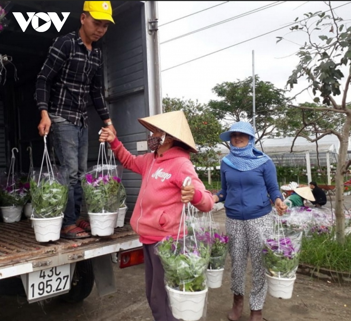 nguoi trong hoa tet o quang nam duoc mua, duoc gia hinh anh 3