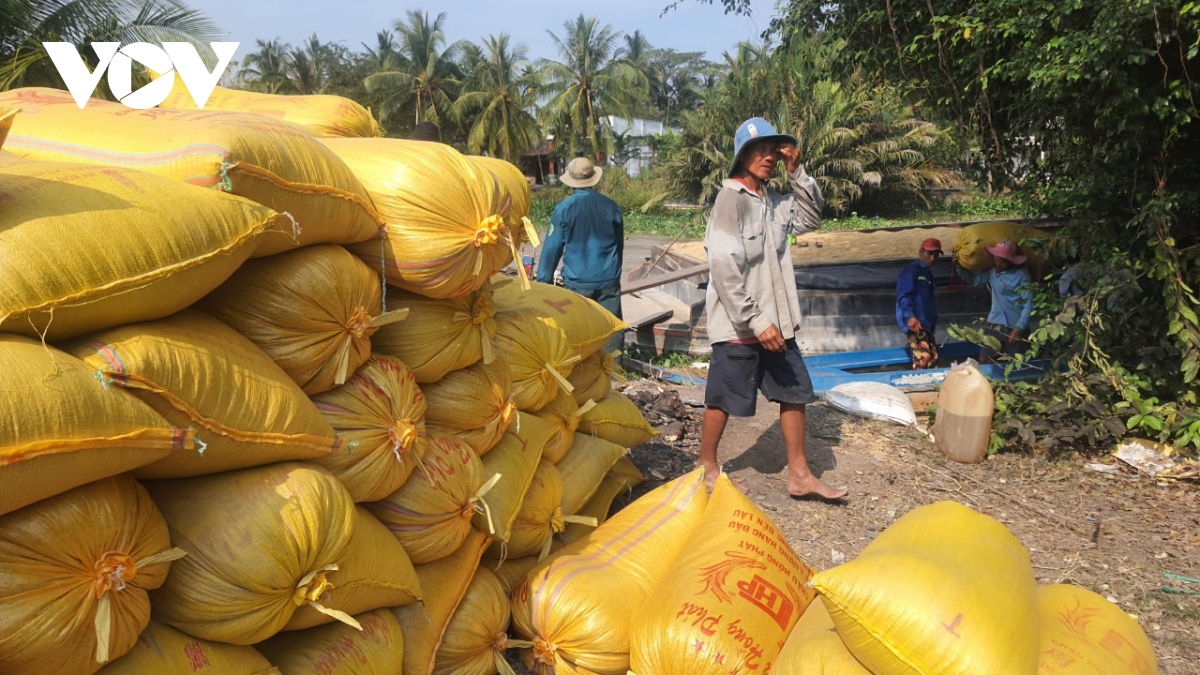 gia lua tang cao dip can tet, nong dan bac lieu boi thu hinh anh 1