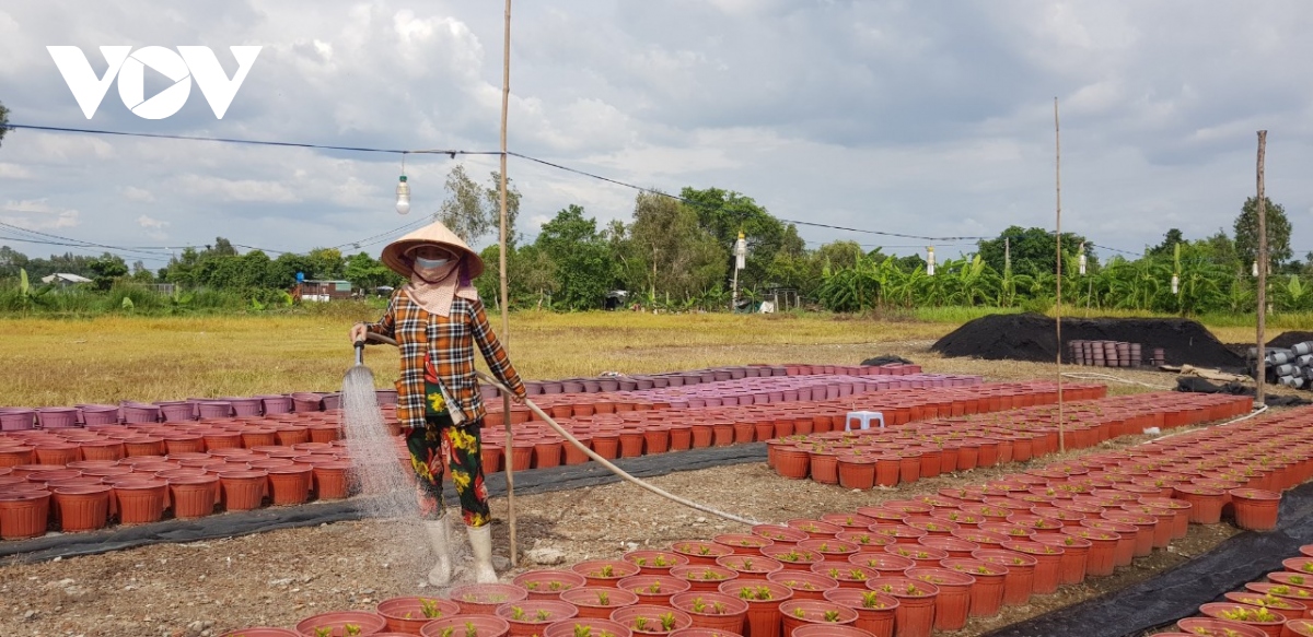 nguoi trong hoa tet tp.hcm lo mat tet vi mua trai mua hinh anh 1