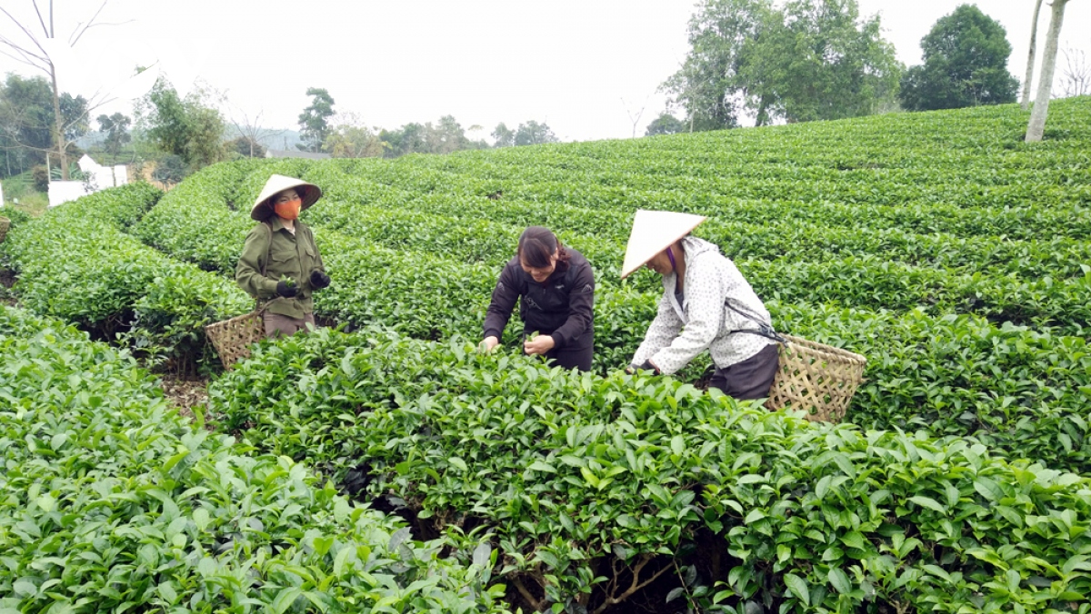 du thao luat Dat dai sua doi thoi co cho nong nghiep quy mo lon hinh anh 1