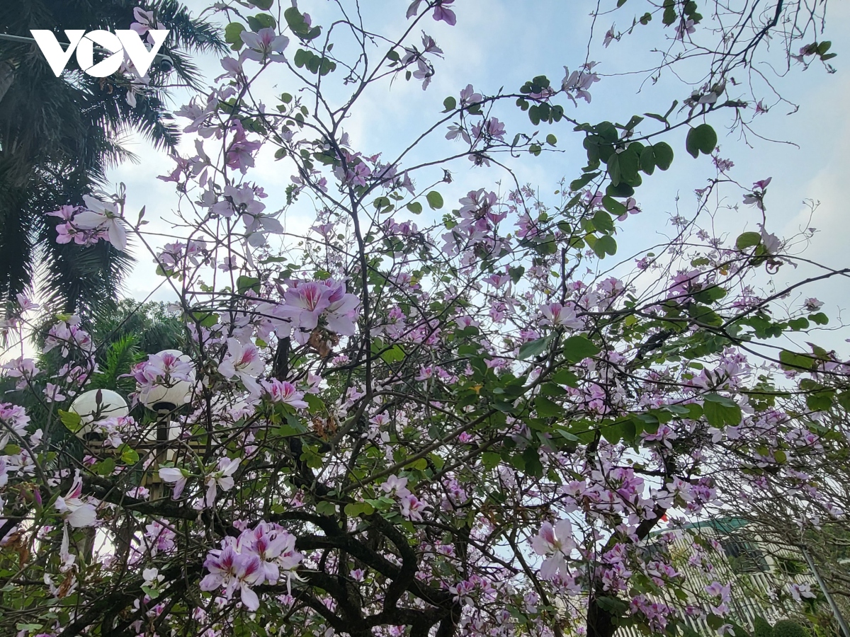 ngan ngo truoc ve dep cua mua hoa thang 2 o ha noi hinh anh 2
