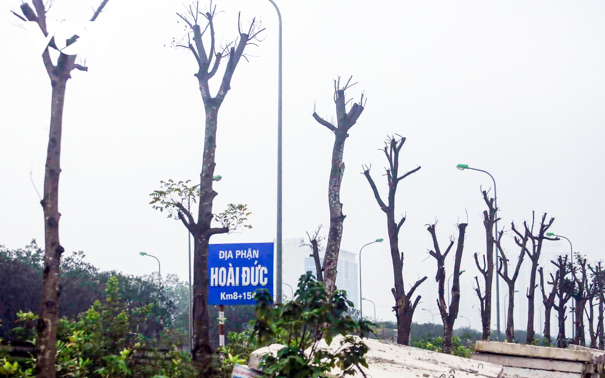 loat cay xanh chet kho tren Dai lo thang long duoc di chuyen den noi khac hinh anh 2