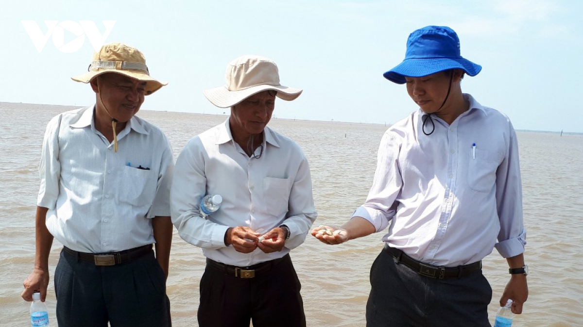 ngheu chet bat thuong o tien giang chua ro nguyen nhan hinh anh 1