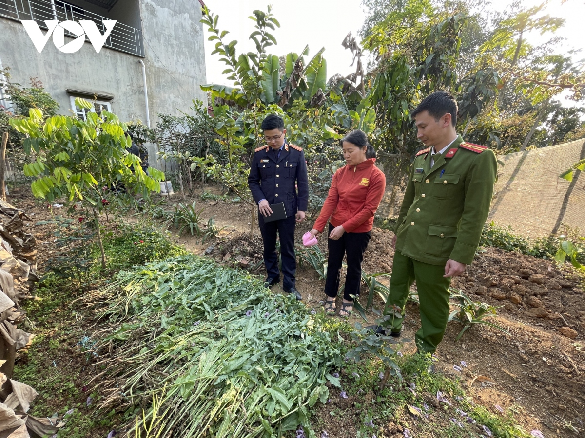phat hien vuon thuoc phien sap thu hoach tai mot nha dan hinh anh 1