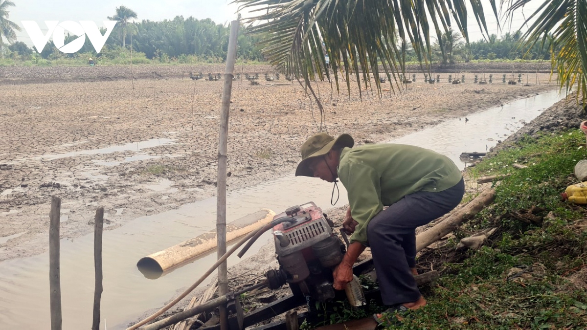 nuoc man ve cham, nguoi nuoi tom kien giang tre lich thoi vu hinh anh 2