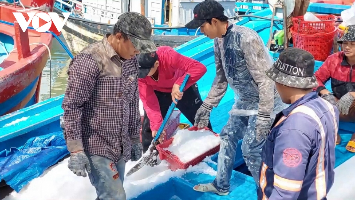 ngu dan phu yen mo bien khai thac ca ngu dai duong hinh anh 1