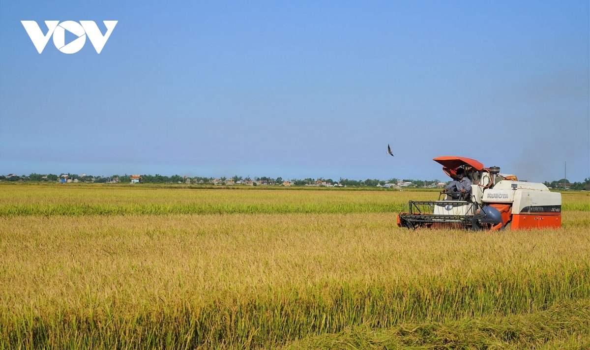quang tri xuat khau lo hang gao huu co dau tien sang chau Au hinh anh 2