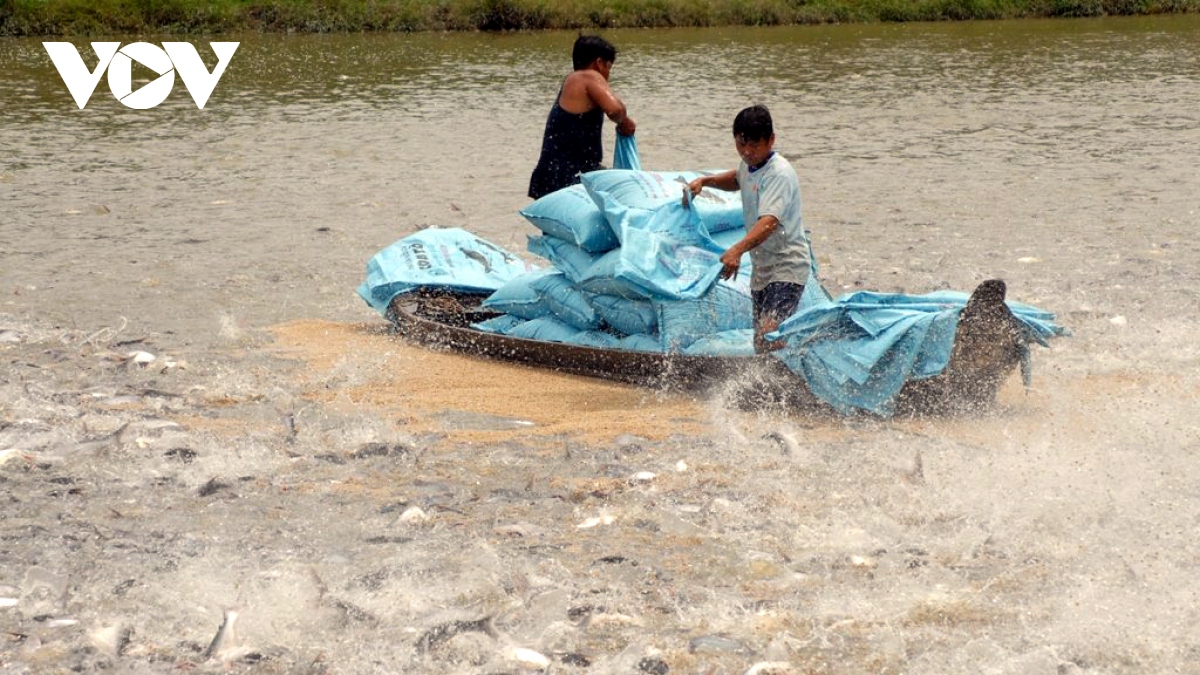 thuy san vung Dbscl vuot kho de cho co hoi but pha hinh anh 4