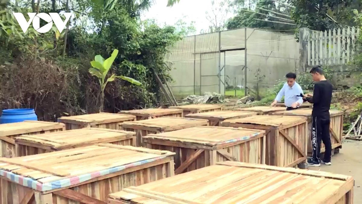 7,5 tan dau dua ngam muoi cua lao cai san sang len duong di nhat ban hinh anh 2