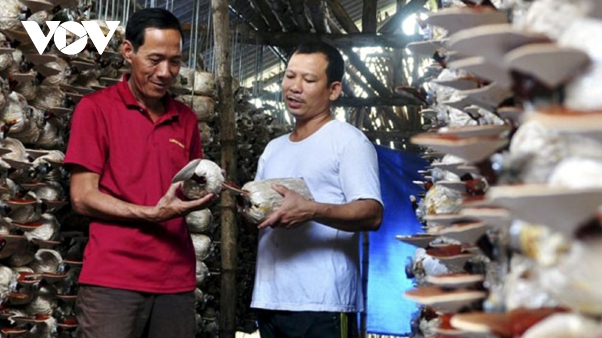 tai co cau nong nghiep, nang tam gia tri nong san o quang ngai hinh anh 1