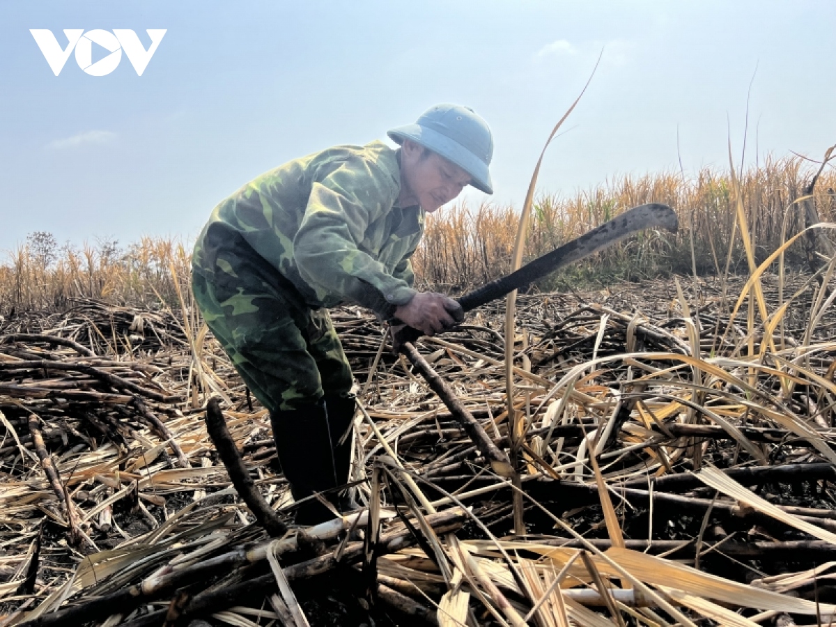 lien tuc xay ra chay mia, nong dan gia lai nhu ngoi tren dong lua hinh anh 1