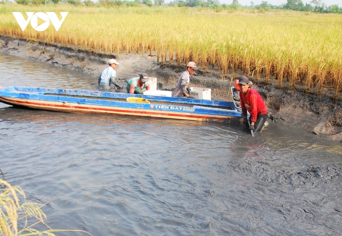mo hinh san xuat lua tom giup nong dan ca mau lam giau hinh anh 1