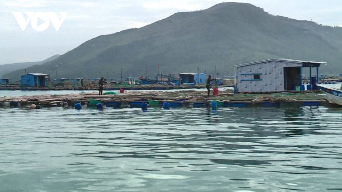 phu yen tim giai phap nuoi tom phat trien ben vung hinh anh 4